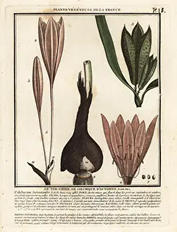Plante Veneneuse De La France: Autumn crocus, Colchicum autumnale
