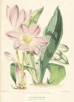 Frederick William Burbidge: Autumn crocus, Colchicum speciosum