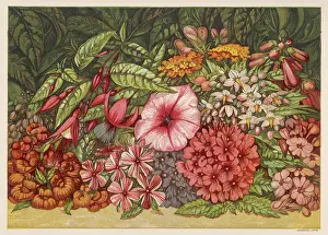 Petunia: AUTUMN FLOWERS 1866