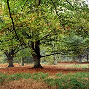 Savernake: AUTUMN FOREST