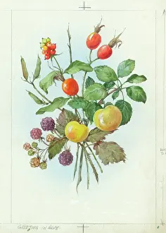 Blackberries: Autumn fruit and berries