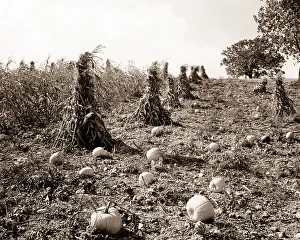 Pumpkins: Autumn Harvest Corn Field with Inline Corn Shocks