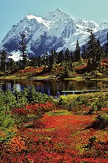 Riotous: Autumn in Heather Meadows Summit Pyramid Mount Shuksan No