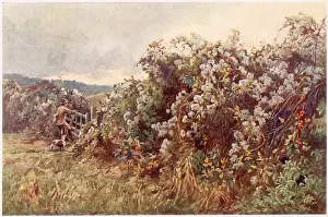 Clematis: Autumn hedgerow