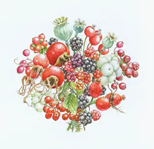Blackberries: Autumn Hips, Haws and Berries - with blackberries
