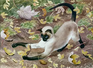 Tunnicliffe: Autumn Kitten