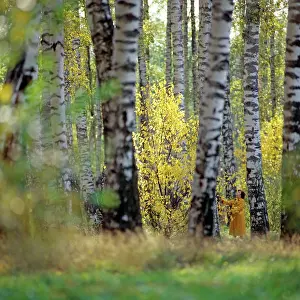 Metelitsa: Autumn landscape, 1981