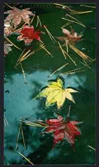 Swims: AUTUMN LEAVES/JAPAN