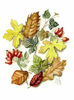 Gillies: Autumn leaves and rose hips
