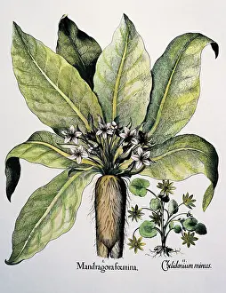 Mandrake: Autumn Mandrake