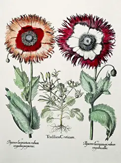 Mandrake: Autumn Mandrake
