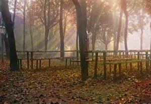 Wienerwald: Autumn morning in the Vienna Woods