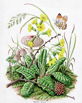 Cristata: Autumn Scene