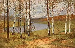 Birches: Autumn scene in Russia, with silver birches