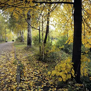 Metelitsa: Autumn scenes, 1981