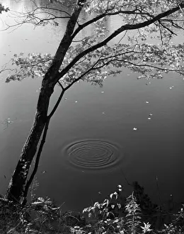 Ripple: Autumn Tree By Bank Of Pond Concentric
