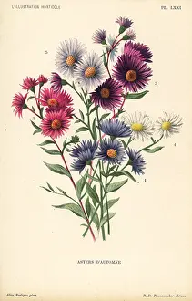 Horticole: Autumnal asters