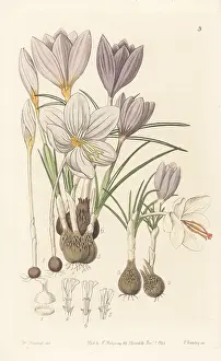 John Lindley: Autumnal crocuses
