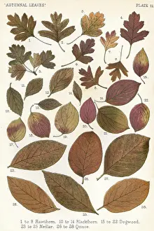 Blackthorn: AUTUMNAL LEAVES