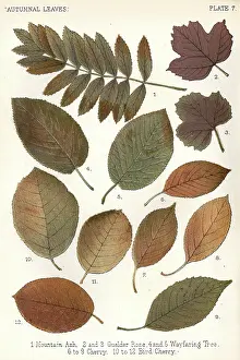 Guelder: AUTUMNAL LEAVES