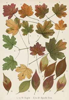 Spindle: AUTUMNAL LEAVES