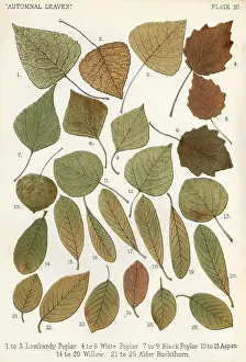 Buckthorn: AUTUMNAL LEAVES