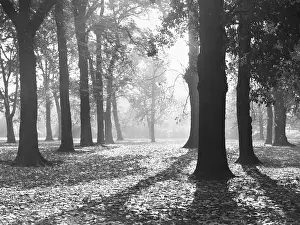 Diffused: Autumnal Scene