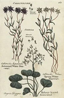 Culpepers: Autumnal and spring water starworts, kidney-leaved sowerweed