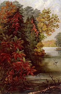 Erie: AUTUMNAL TREES BY ERIE