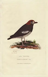 Whittaker: Ava thrush, Geocichla avensis