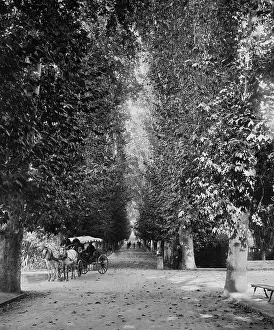 Algier: Avenue in Algiers, 1905