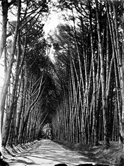 Creepy: Avenue, Cape of Good Hope