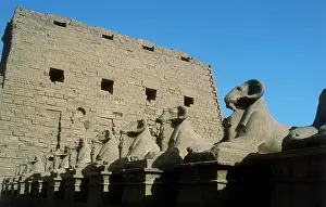 Sphinxes: Avenue of the cryocephlous sphinxes