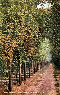 Hops: Avenue of Hops, Kent