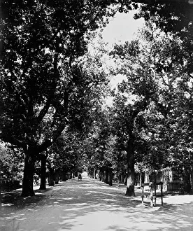 H.m.s: An avenue near Table Mountain. Cape Town, South Africa
