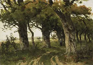 Herders: Avenue of Oaks in Late Summer