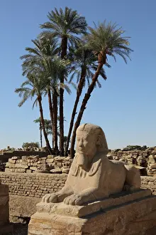 Sphinxes: Avenue of the Sphinxes, Luxor Temple, Luxor, Egypt