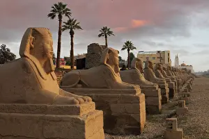 Sphinxes: Avenue of the Sphinxes, Luxor Temple, Luxor, Egypt