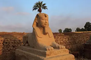 Sphinxes: Avenue of the Sphinxes, Luxor Temple, Luxor, Egypt