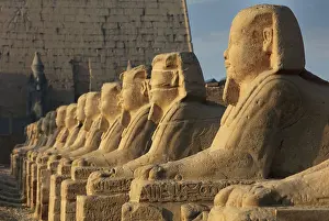 Sphinxes: Avenue of the Sphinxes, Luxor Temple, Luxor, Egypt