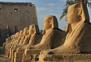 Sphinxes: Avenue of the Sphinxes, Luxor Temple, Luxor, Egypt