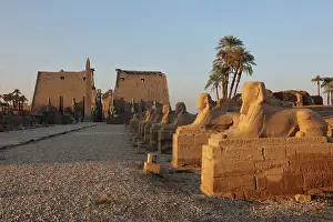 Sphinxes: Avenue of the Sphinxes, Luxor Temple, Luxor, Egypt