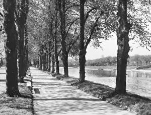Cathdral: AVENUE OF TREES