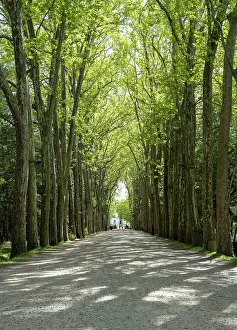 Bullant: Avenue of trees, Chateau de Chenonceau