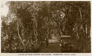 Freetown: Avenue of wild flowers, Wilberforce, Sierra Leone, Africa