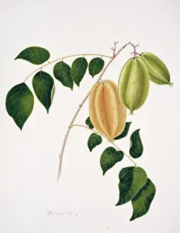 Juicy: Averrhoa bilimbi, bilimbi