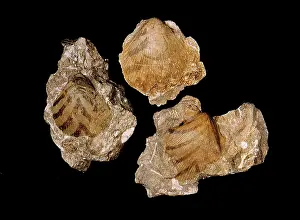 Bivalve: Aviculopecten planoradiatus, bivalve
