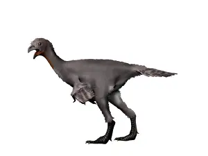 Cawing: Avimimus dinosaur