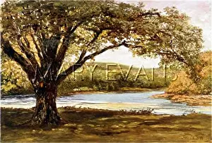 Moores: AVOCA VALE/MOORES OAK