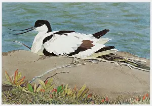 Alarmed: Avocet alarmed